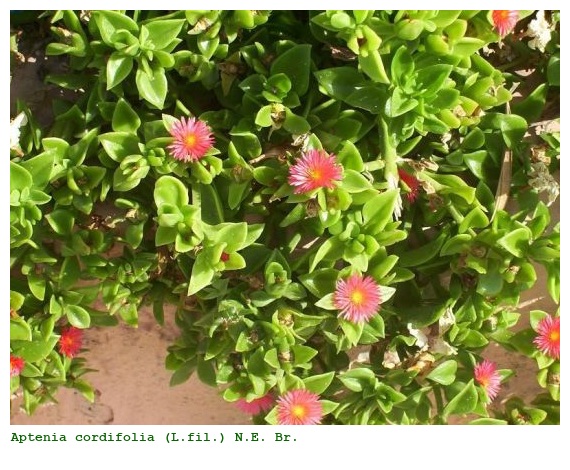 Aptenia cordifolia (L.fil.) N.E. Br.
